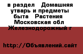  в раздел : Домашняя утварь и предметы быта » Растения . Московская обл.,Железнодорожный г.